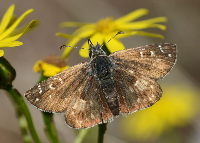 Hesperiidae da determinare